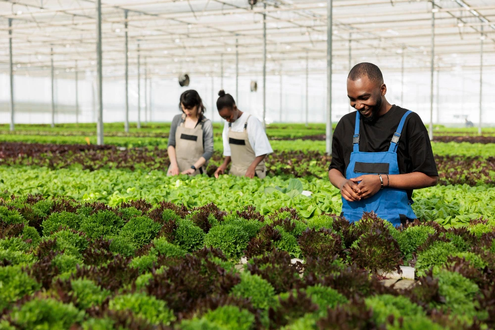 AGRISETA Accredited Learnership Opportunity 2025/2026